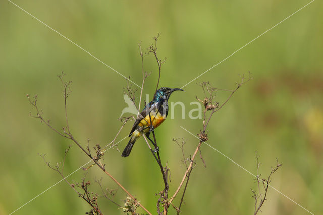 Ornaathoningzuiger (Cinnyris venusta)