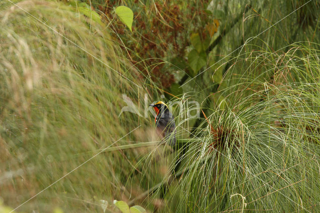 Papyrusfiskaal (Laniarius mufumbiri)