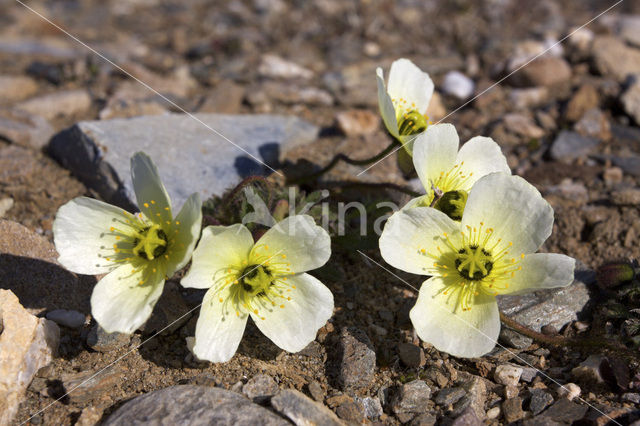 Poolpapaver (Papaver dahlianum)