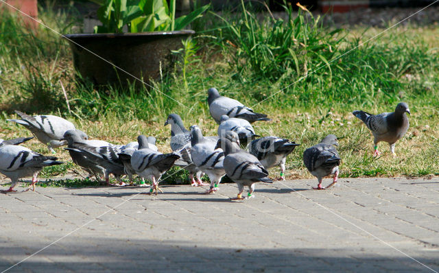 Postduif (Columba livia domestica)