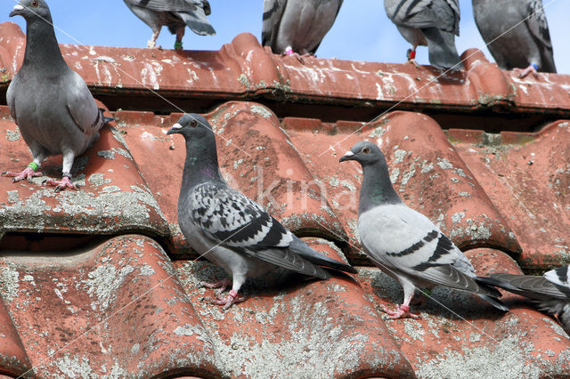 Postduif (Columba livia domestica)