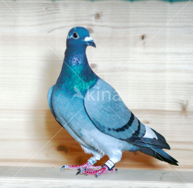 Postduif (Columba livia domestica)