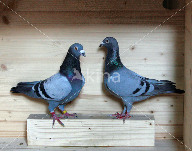 Postduif (Columba livia domestica)