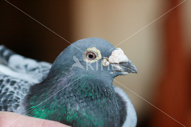 Postduif (Columba livia domestica)