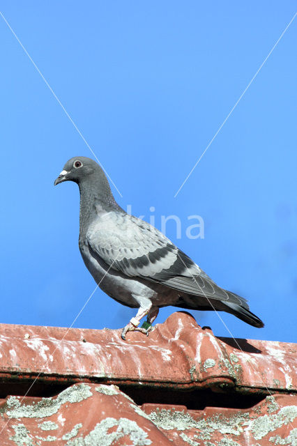 Postduif (Columba livia domestica)