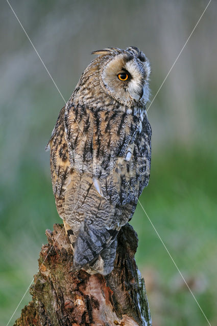 Ransuil (Asio otus)