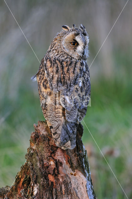 Ransuil (Asio otus)