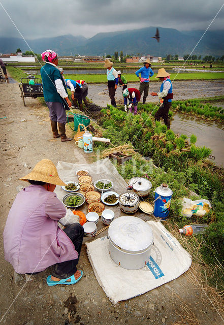 rice (Oryza spec)