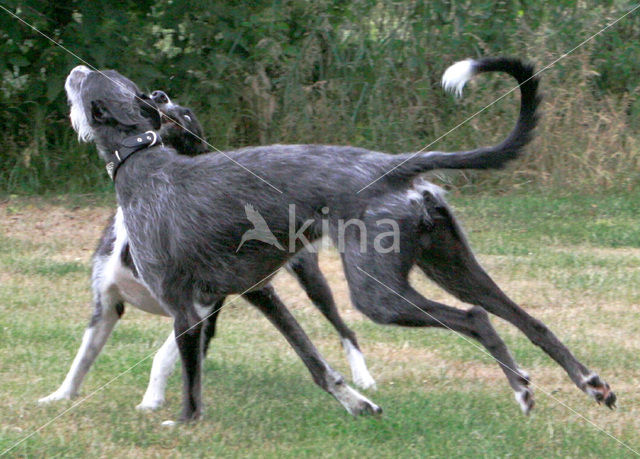 Ruwharige galgo Espanol (Canis domesticus)