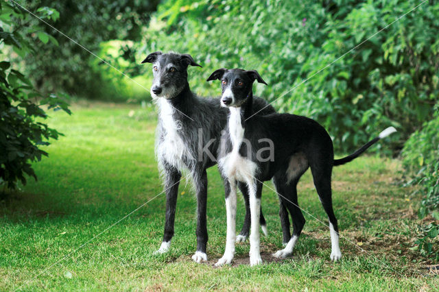 Ruwharige galgo Espanol (Canis domesticus)