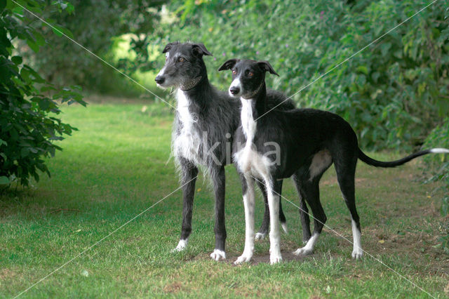 Ruwharige galgo Espanol (Canis domesticus)