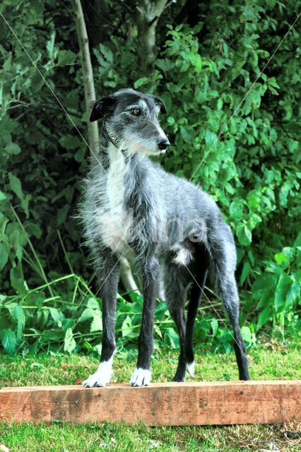 Ruwharige galgo Espanol (Canis domesticus)