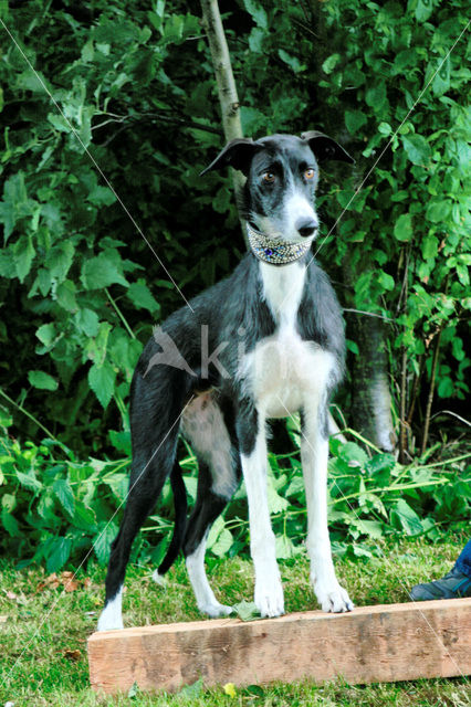 Ruwharige galgo Espanol (Canis domesticus)