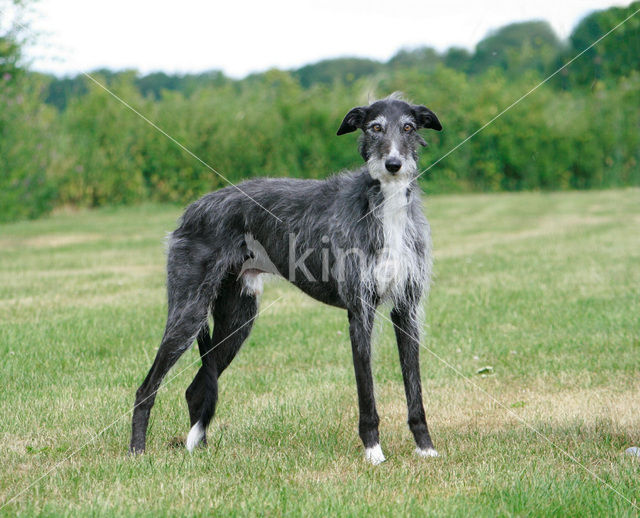 Ruwharige galgo Espanol (Canis domesticus)