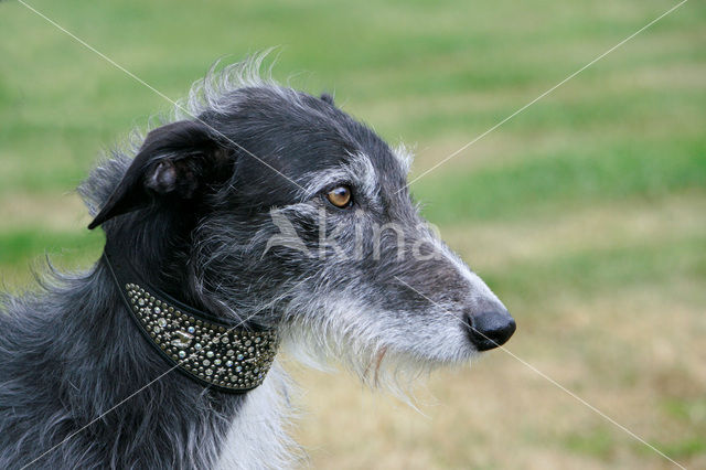 Ruwharige galgo Espanol (Canis domesticus)