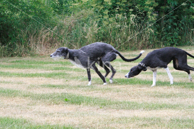 Ruwharige galgo Espanol (Canis domesticus)