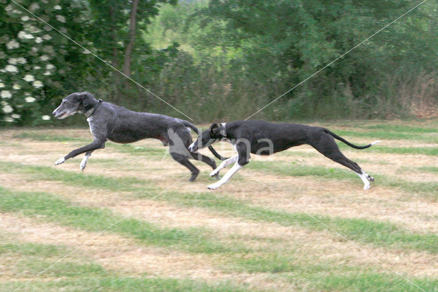 Ruwharige galgo Espanol (Canis domesticus)