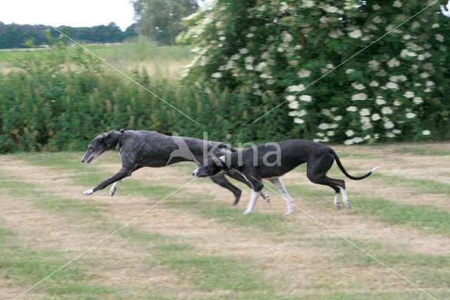 Ruwharige galgo Espanol (Canis domesticus)