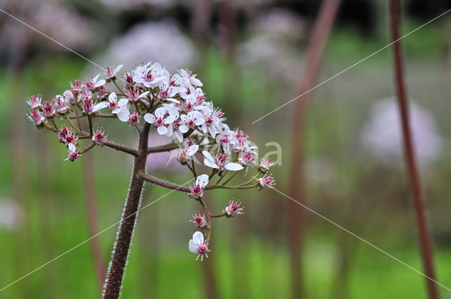 Schildblad (Darmera peltata)