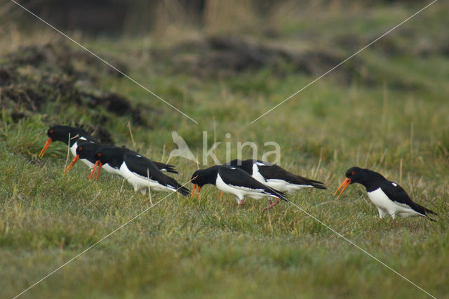 Scholekster (Haematopus ostralegus)