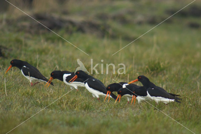 Scholekster (Haematopus ostralegus)