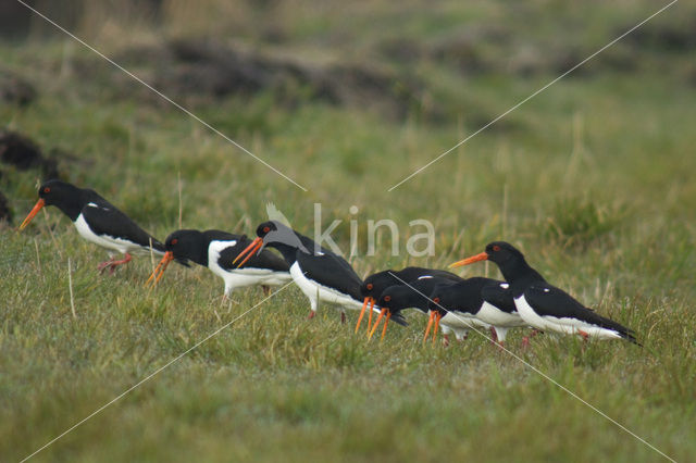 Scholekster (Haematopus ostralegus)