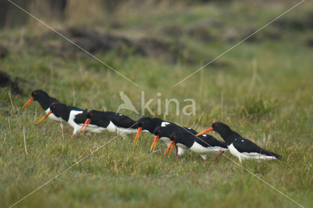 Scholekster (Haematopus ostralegus)