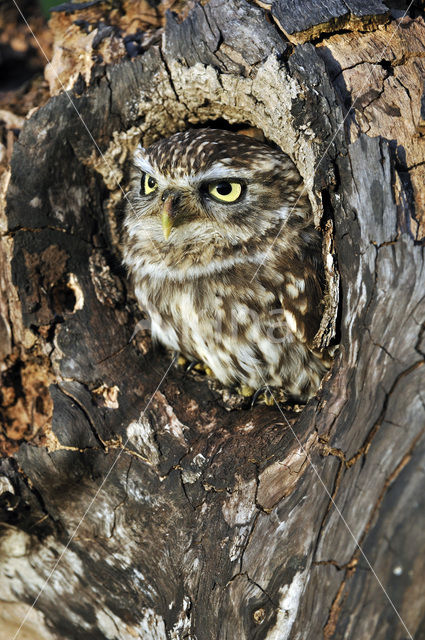 Steenuil (Athene noctua)