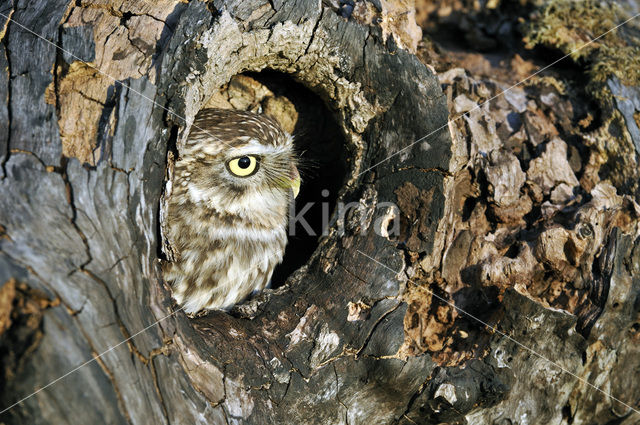 Steenuil (Athene noctua)