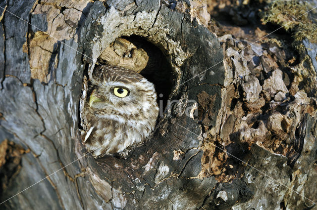 Steenuil (Athene noctua)