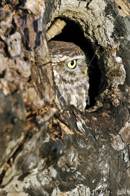 Steenuil (Athene noctua)