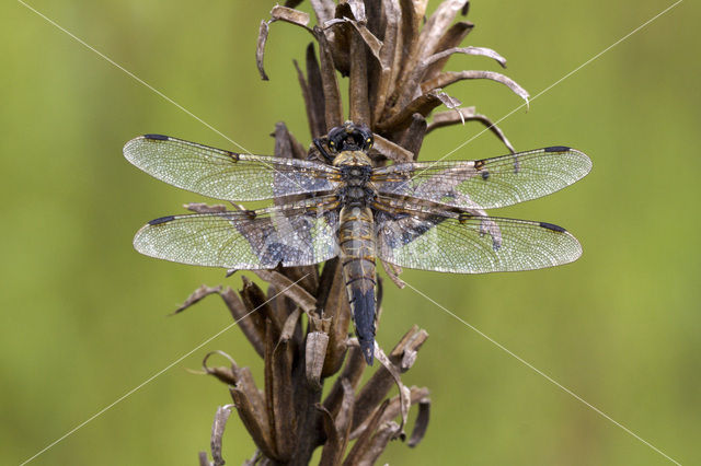 Viervlek (Libellula quadrimaculata)