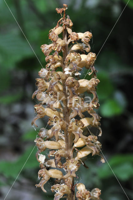 Bird’s-nest Orchid (Neottia nidus-avis)