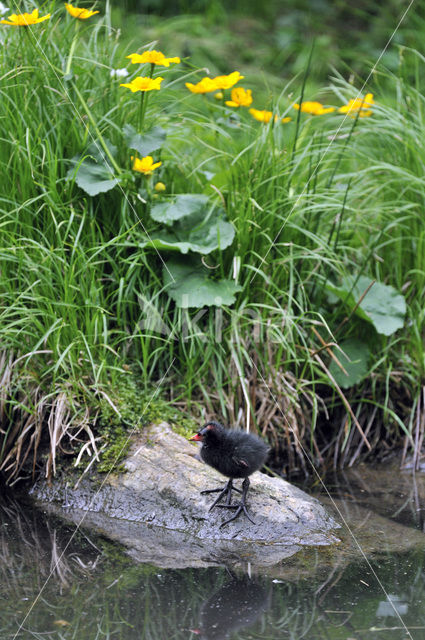 Waterhoen (Gallinula chloropus)