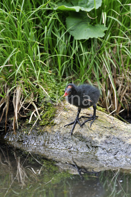 Waterhoen (Gallinula chloropus)