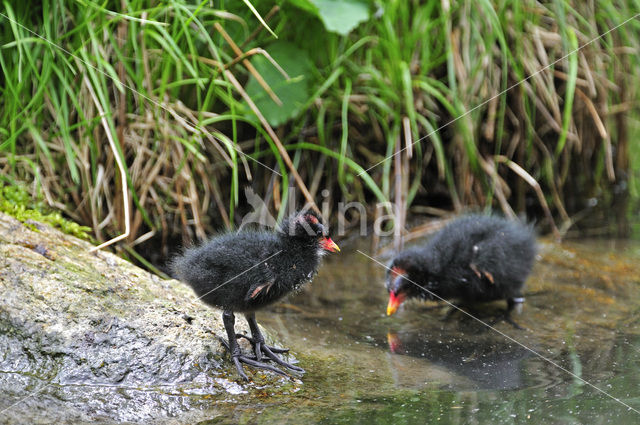 Waterhoen (Gallinula chloropus)