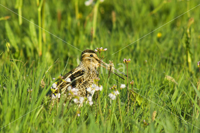 Watersnip (Gallinago gallinago)