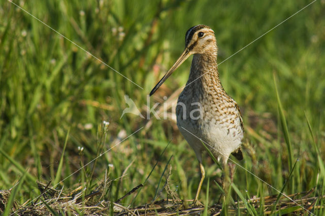 Watersnip (Gallinago gallinago)