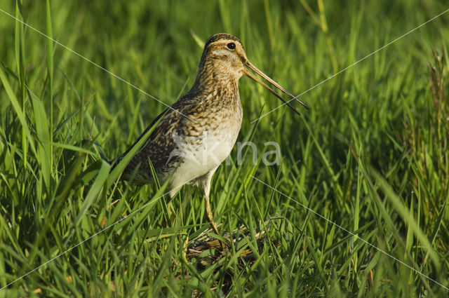 Watersnip (Gallinago gallinago)