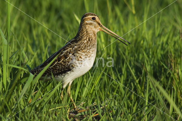 Watersnip (Gallinago gallinago)