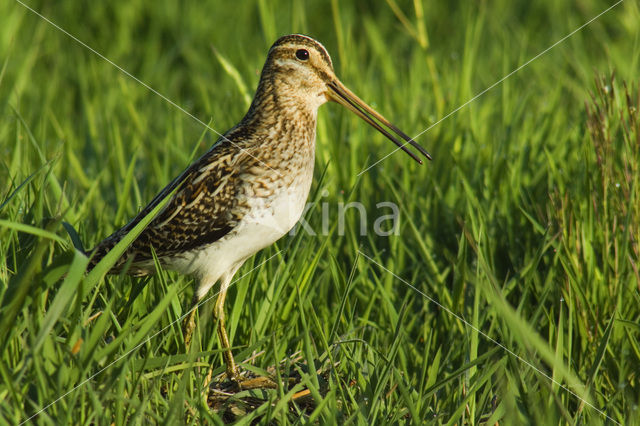 Watersnip (Gallinago gallinago)