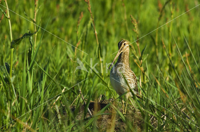 Watersnip (Gallinago gallinago)