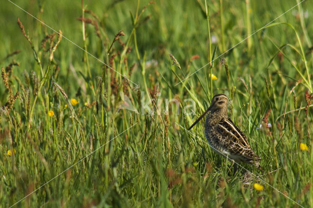 Watersnip (Gallinago gallinago)