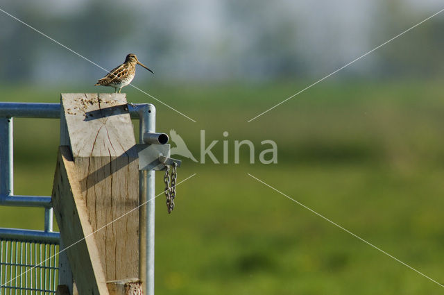 Watersnip (Gallinago gallinago)