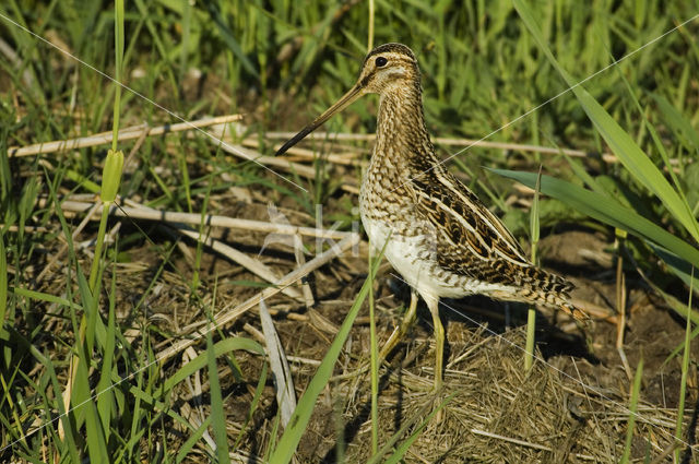 Watersnip (Gallinago gallinago)