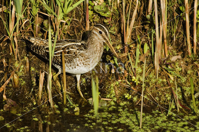 Watersnip (Gallinago gallinago)