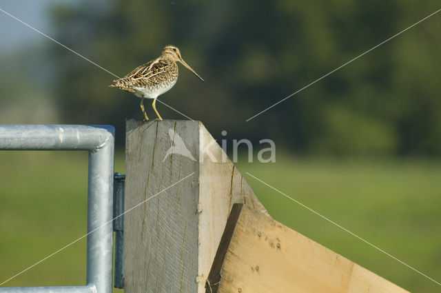 Watersnip (Gallinago gallinago)