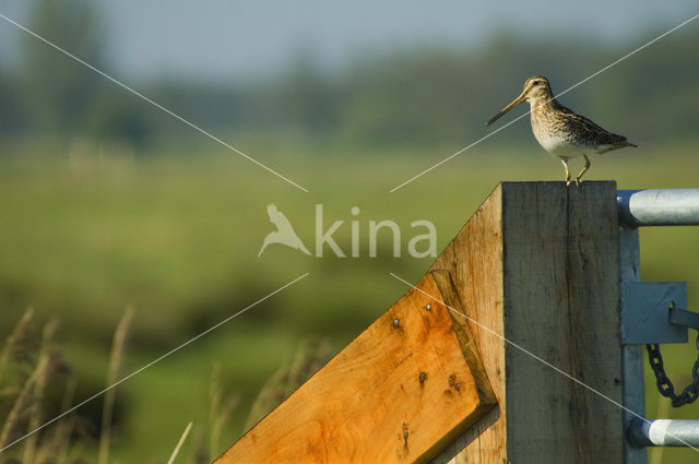 Watersnip (Gallinago gallinago)