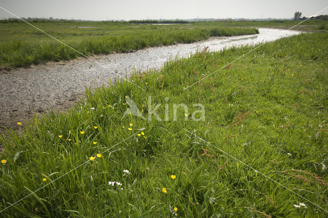 Weijenbus en Vroonmeer