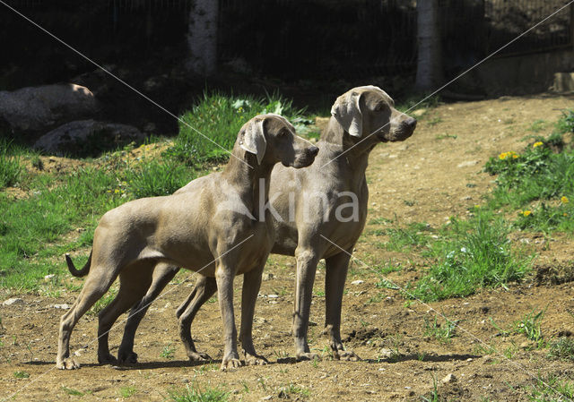 Weimaraner (Canis domesticus)